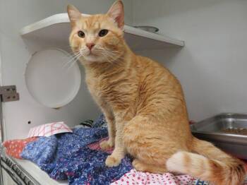 Domestic Short Hair Cats Available for Adoption - CHEESE | PetCurious