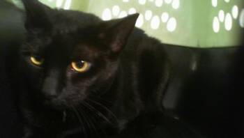 Domestic Short Hair Cats Available for Adoption in Charlotte, North Carolina - ROMEO | PetCurious