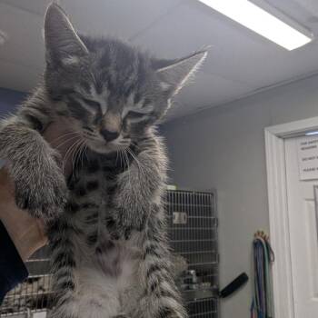 Corvette -  Domestic Short Hair Cat for Adoption in Marble, North Carolina - Corvette | PetCurious