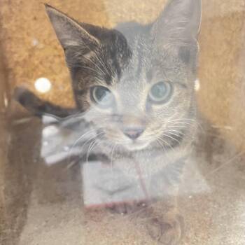 Holly -  Domestic Short Hair Cat for Adoption in Philadelphia, Pennsylvania - Holly | PetCurious