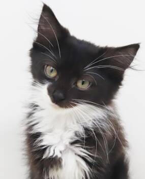 Zoinks is our purrfect cuddle bug -  Maine Coon and Siberian Cat for Adoption in Bedford Hills, New York - Zoinks Is Our Purrfect Cuddle Bug | PetCurious