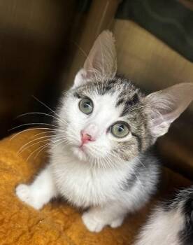 Electric -  Domestic Short Hair Cat for Adoption in Munster, Indiana - Electric | PetCurious