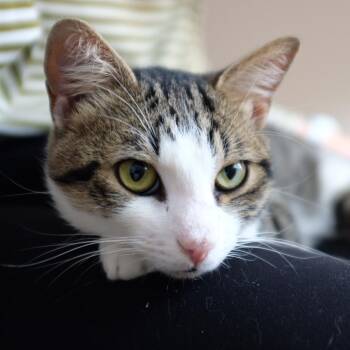 Grant-- courtesy listing -  Tabby and Domestic Short Hair Cat for Adoption in Concord, North Carolina - Grant-- Courtesy Listing | PetCurious