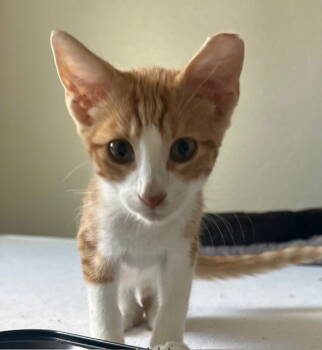 Rescue Tabby and Domestic Short Hair Cats for Adoption in Phoenix, Arizona - Clem | PetCurious