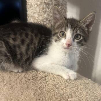 Daisy -  Domestic Short Hair Cat for Adoption in Layton, Utah - Daisy | PetCurious