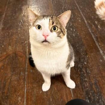 Domestic Short Hair Cats Available for Adoption - Marlboro Man | PetCurious