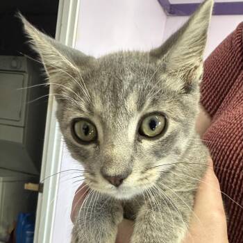 Nacho -  Domestic Short Hair Cat for Adoption in Grinnell, Iowa - Nacho | PetCurious