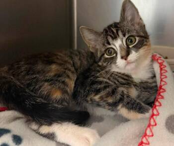 Indiana -  Domestic Short Hair Cat for Adoption in Columbus, Nebraska - Indiana | PetCurious