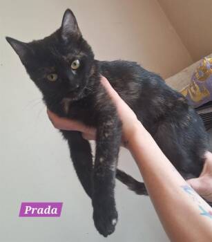 Domestic Short Hair Cats Available for Adoption in West Valley City, Utah - PRADA | PetCurious