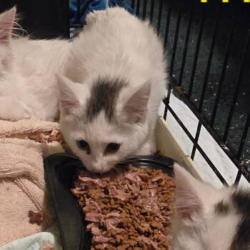 Melany -  Domestic Short Hair Cat for Adoption in Grantsville, Utah - Melany | PetCurious