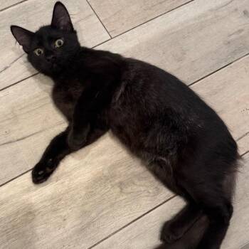 ASHER -  Domestic Long Hair Cat for Adoption in Olmos Park, Texas - ASHER | PetCurious
