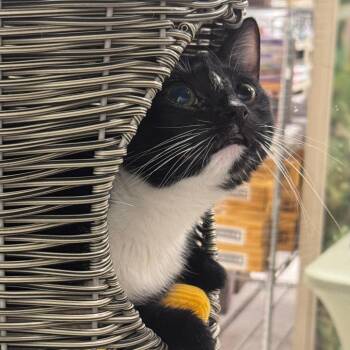 Domestic Short Hair Cats Available for Adoption in Los Angeles, California - Star | PetCurious