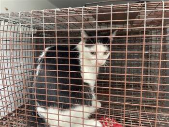 A659146 -  Domestic Short Hair Cat for Adoption in Houston, Texas - A659146 | PetCurious