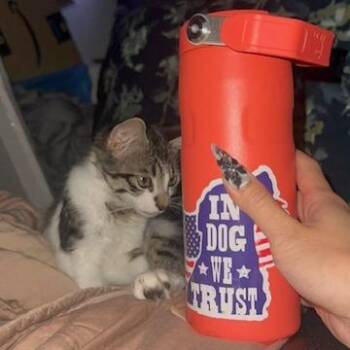 Dakota -  Domestic Short Hair Cat for Adoption in Brea, California - Dakota | PetCurious