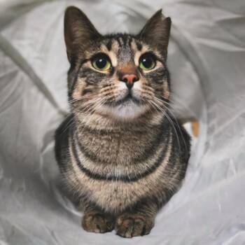 Rescue Domestic Short Hair Cats for Adoption in Montreal, Quebec - Paige (needs A Cat Friend) | PetCurious