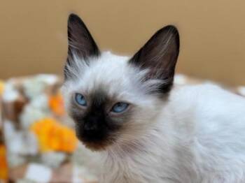 Ava -  Domestic Medium Hair Cat for Adoption in Portland, Oregon - Ava | PetCurious