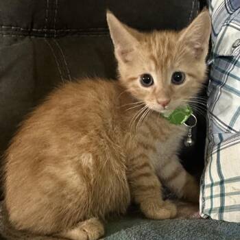 Domestic Medium Hair Cats Available for Adoption in Lancaster, Ohio - Alfie | PetCurious