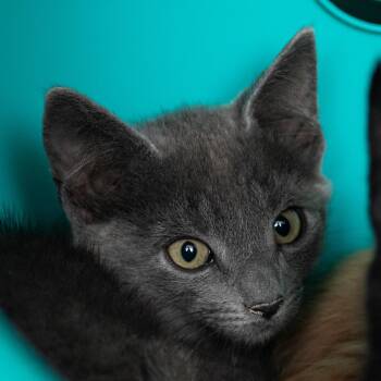 Geico -  Domestic Short Hair Cat for Adoption in Middletown, Rhode Island - Geico | PetCurious