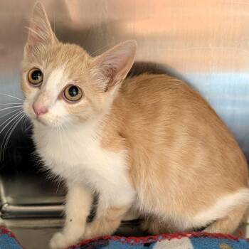 Matcha -  Domestic Short Hair Cat for Adoption in Lenexa, Kansas - Matcha | PetCurious