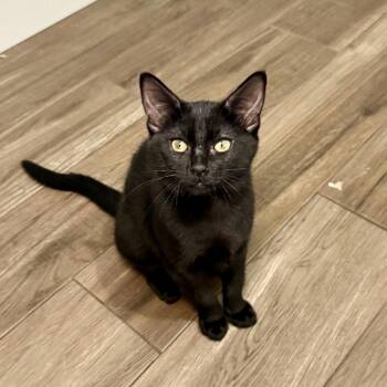 Luna -  Domestic Short Hair Cat for Adoption in Houston, Texas - Luna | PetCurious