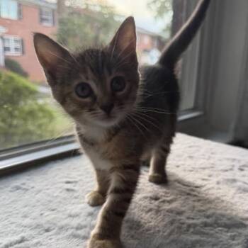 Dora 2 -  Domestic Short Hair Cat for Adoption in Cumming, Georgia - Dora 2 | PetCurious