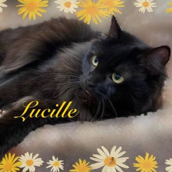 Domestic Medium Hair Cats Available for Adoption in Charlotte, North Carolina - Lucille | PetCurious