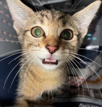 Bug -  Domestic Short Hair Cat for Adoption in Cincinnati, Ohio - Bug | PetCurious
