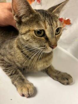 AURORA -  Domestic Short Hair Cat for Adoption in Riverside, California - AURORA | PetCurious