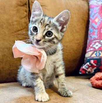 Persephone Peach Rose -  Tabby and Domestic Short Hair Cat for Adoption in Friendswood, Texas - Persephone Peach Rose | PetCurious
