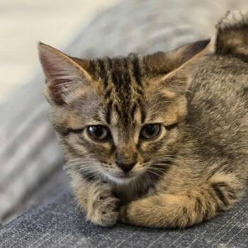 Rescue Tabby Cats for Adoption - Yelitza | PetCurious