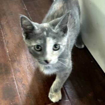 Gina -  Domestic Short Hair Cat for Adoption in Houston, Texas - Gina | PetCurious