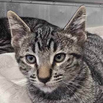 Rescue Domestic Short Hair Cats for Adoption in Wickenburg, Arizona - Cashew | PetCurious
