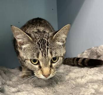 Cascade -  Domestic Short Hair Cat for Adoption in Stratham, New Hampshire - Cascade | PetCurious