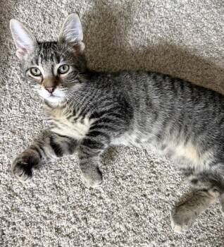 Gordon and Lucius -  Domestic Short Hair Cat for Adoption in Lenexa, Kansas - Gordon And Lucius | PetCurious