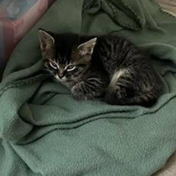Fender -  Domestic Short Hair Cat Available for Adoption in Mebane, North Carolina - Fender | PetCurious