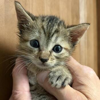 Domestic Short Hair Cats Available for Adoption in Bulverde, Texas - Melody | PetCurious