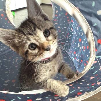 Bosc -  Domestic Short Hair Cat for Adoption in Cumming, Georgia - Bosc | PetCurious