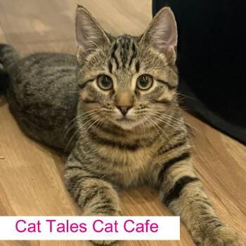 Chunk -  Domestic Short Hair Cat for Adoption in Chapel Hill, North Carolina - Chunk | PetCurious