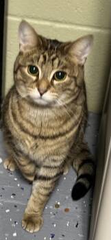 Domestic Short Hair Cats Available for Adoption - Bella | PetCurious