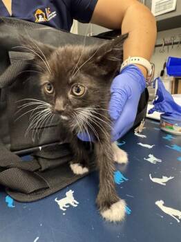 CLINT BARTON -  Domestic Medium Hair Cat for Adoption in Ontario, California - CLINT BARTON | PetCurious