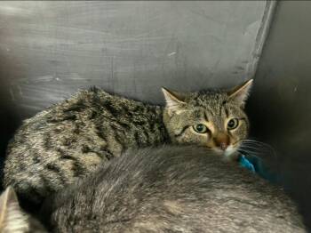 Domestic Short Hair Cats Available for Adoption - Sapphire | PetCurious