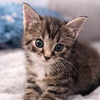 Tabby and American Shorthair Cats Available for Adoption in Concord, North Carolina - Nova | PetCurious