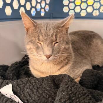 Pete -  Domestic Short Hair Cat for Adoption in Indianapolis, Indiana - Pete | PetCurious