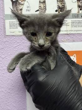 Domestic Short Hair Cats Available for Adoption in El Paso, Texas - 61054103 | PetCurious