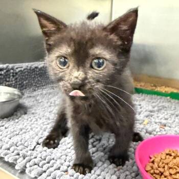 Alarm Clock -  Domestic Short Hair Cat for Adoption in Chattanooga, Tennessee - Alarm Clock | PetCurious