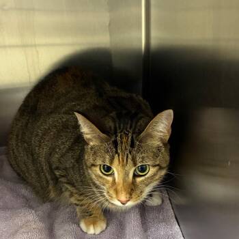 Posh -  Domestic Short Hair Cat for Adoption in Philadelphia, Pennsylvania - Posh | PetCurious