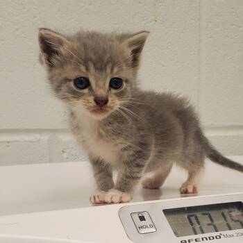 Galaxy -  Domestic Short Hair Cat for Adoption in Chattanooga, Tennessee - Galaxy | PetCurious