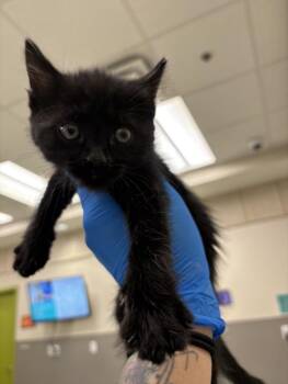 BUBBLES -  Domestic Short Hair Cat for Adoption in Las Vegas, Nevada - BUBBLES | PetCurious