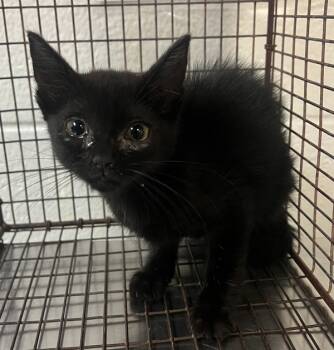 Rescue Domestic Short Hair Cats for Adoption in Raleigh, North Carolina - Bat Woman | PetCurious