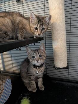 Bullseye -  Domestic Short Hair Cat for Adoption in Kettering, Ohio - Bullseye | PetCurious